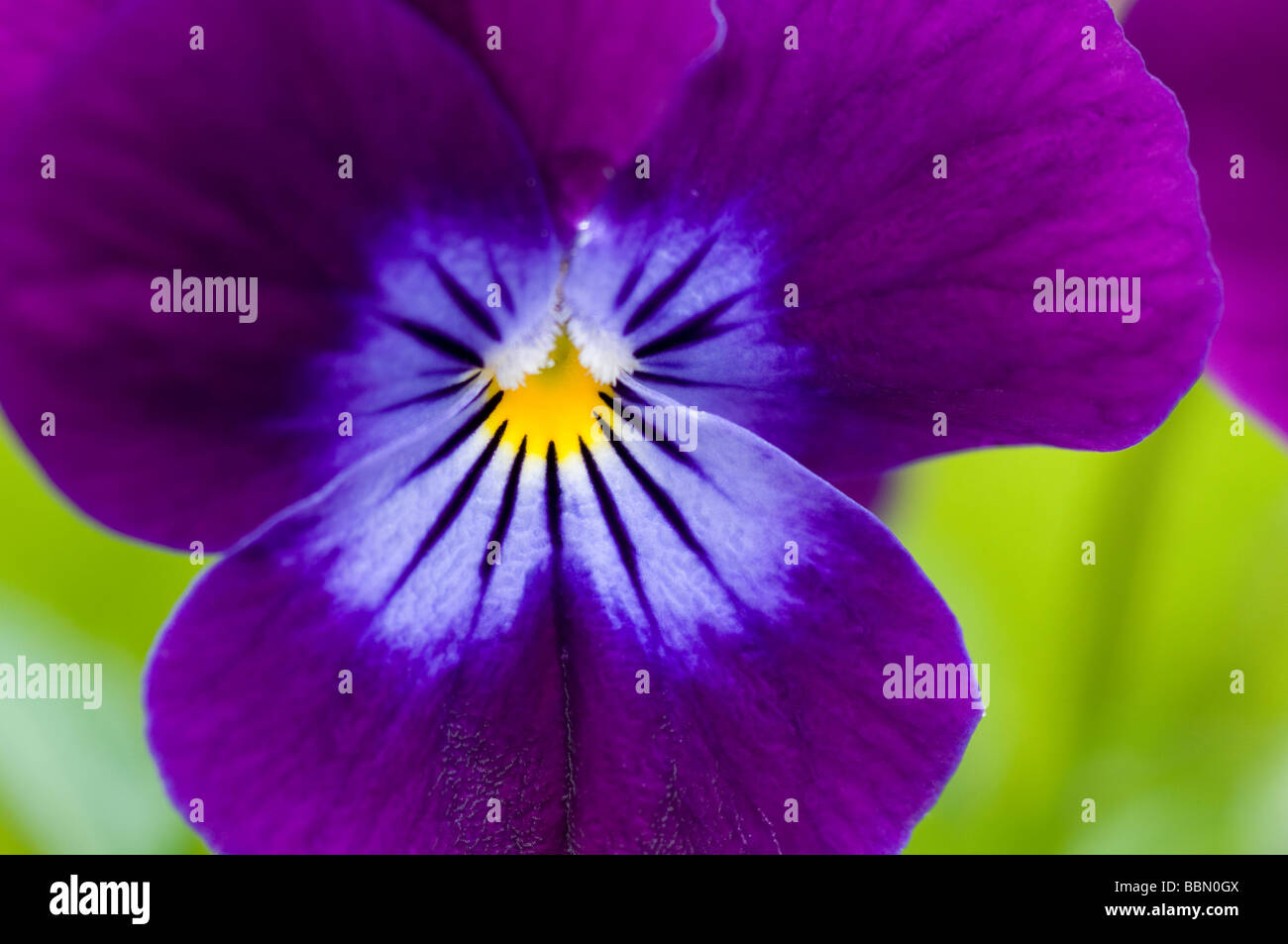 Pansy purple flower in garden Banque D'Images