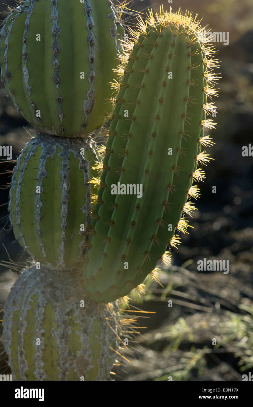 Cactus candélabres (Jasminocereus thouarsii) Punta Moreno île Isabela Equateur Galapagos Océan Pacifique Amérique du Sud Banque D'Images