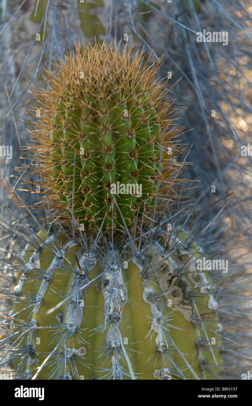Cactus candélabres (Jasminocereus thouarsii) Punta Moreno île Isabela Equateur Galapagos Océan Pacifique Amérique du Sud Banque D'Images