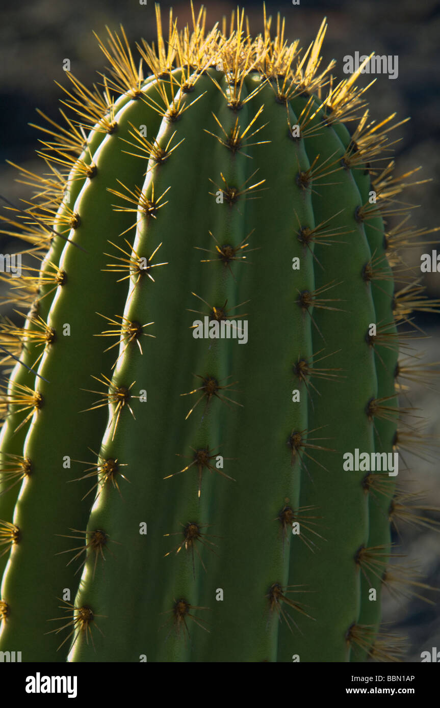Cactus candélabres (Jasminocereus thouarsii) Punta Moreno île Isabela Equateur Galapagos Océan Pacifique Amérique du Sud Banque D'Images