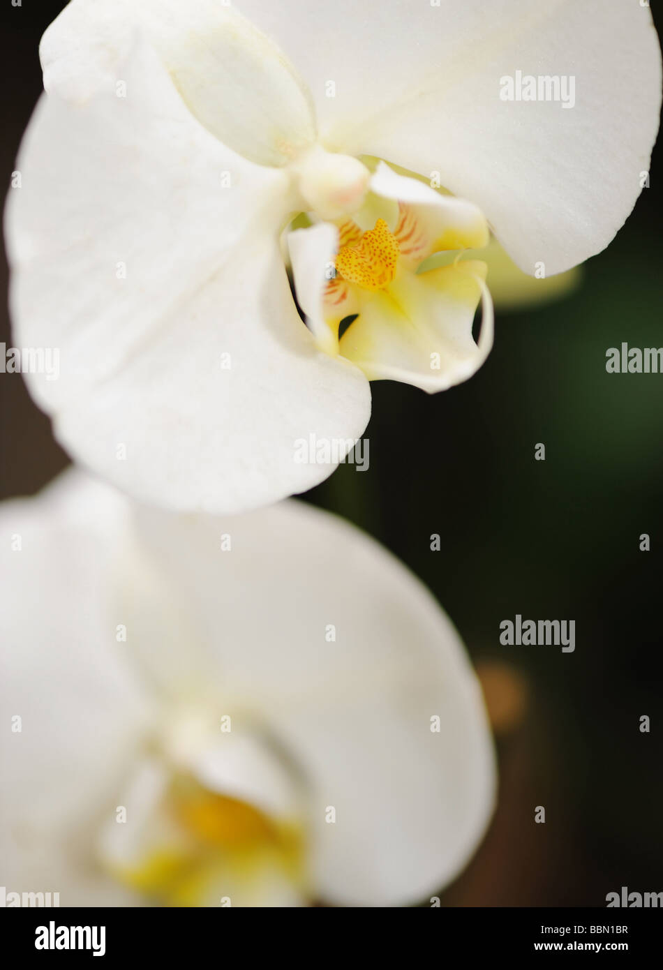 White Orchid une fleur poussant dans un climat tropical Banque D'Images
