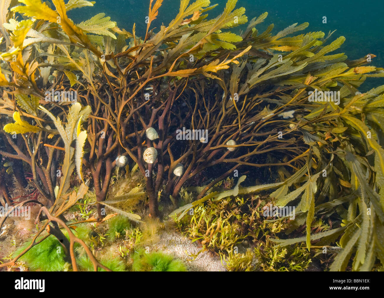 Crémaillère d'algues (Fucus serratus) et les escargots (Littorina littorea) sous l'eau, la Suède (côte ouest) Banque D'Images