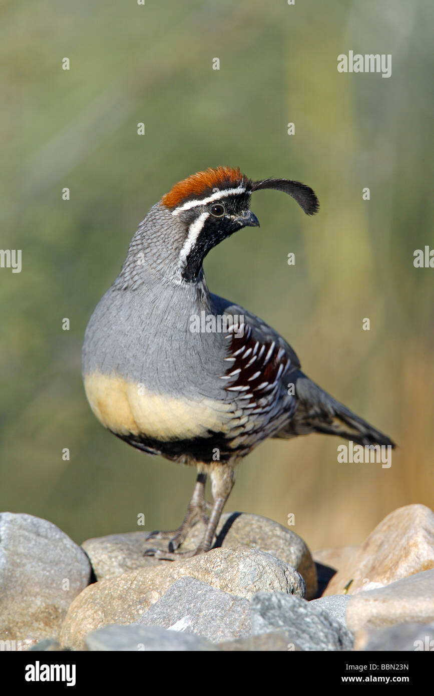 Colin de Gambel Banque D'Images