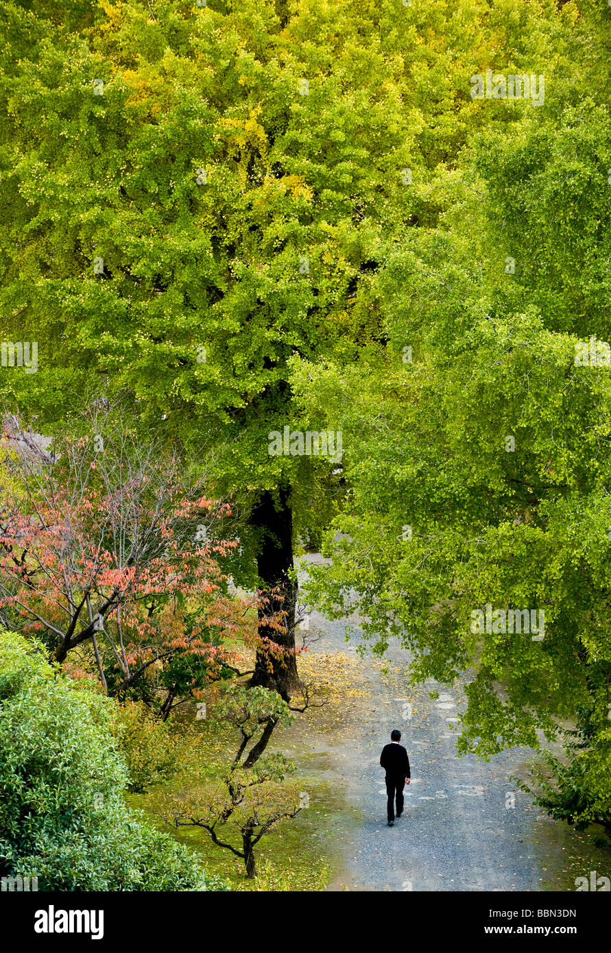 Promenades aux visiteurs sous ginko arbre sur le terrain de Château Kumamoto Japon Banque D'Images