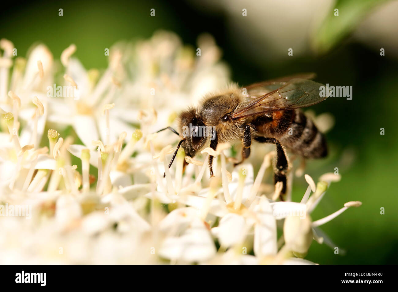 L'abeille européenne (Apis mellifera) sur une fleur blanche, l'alimentation Banque D'Images