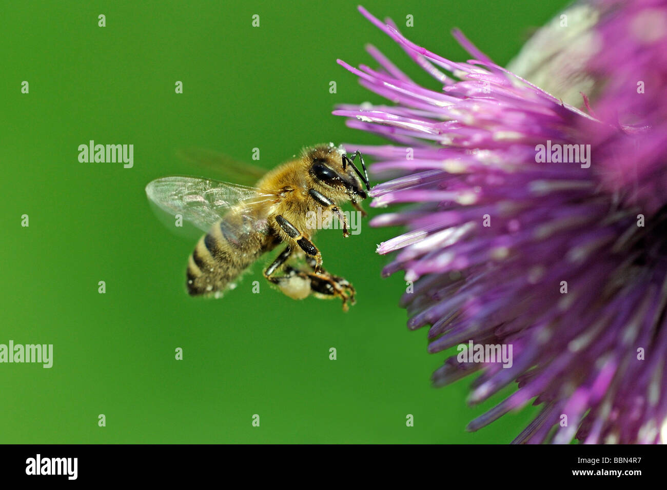 Abeille à miel (Apis mellifera), en vol, à Waldstein Cirsium waldsteinii) Banque D'Images