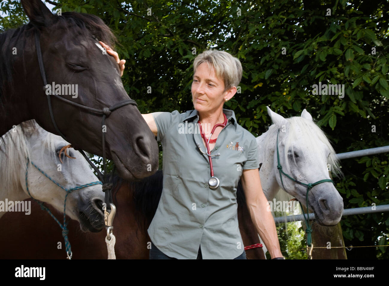 Vétérinaire spécialisé dans les animaux de grande taille avec ses quatre chevaux, Steinmaur, Zurich, Switzerland, Europe Banque D'Images