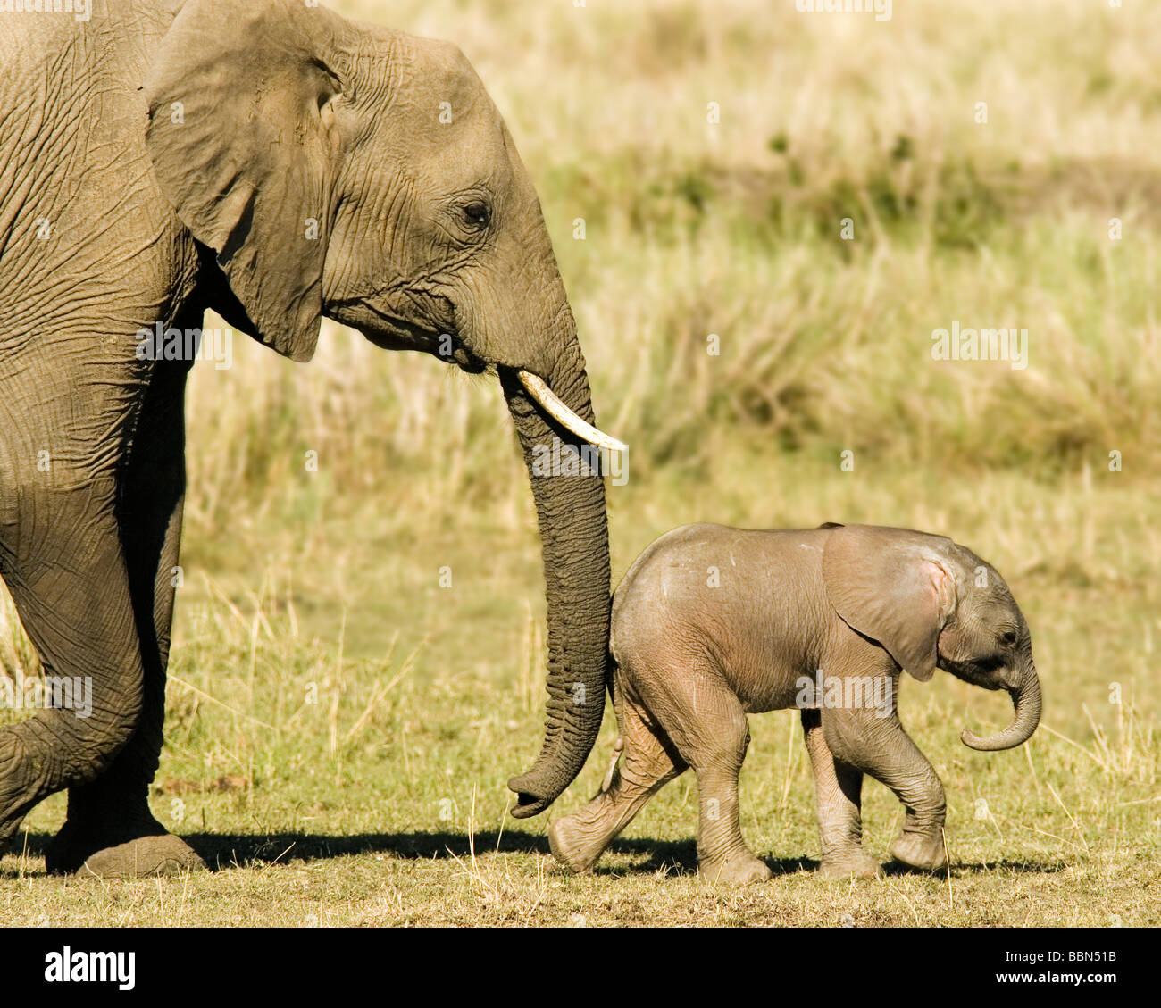 Mère et bébé éléphant africain - Masai Mara National Reserve, Kenya Banque D'Images