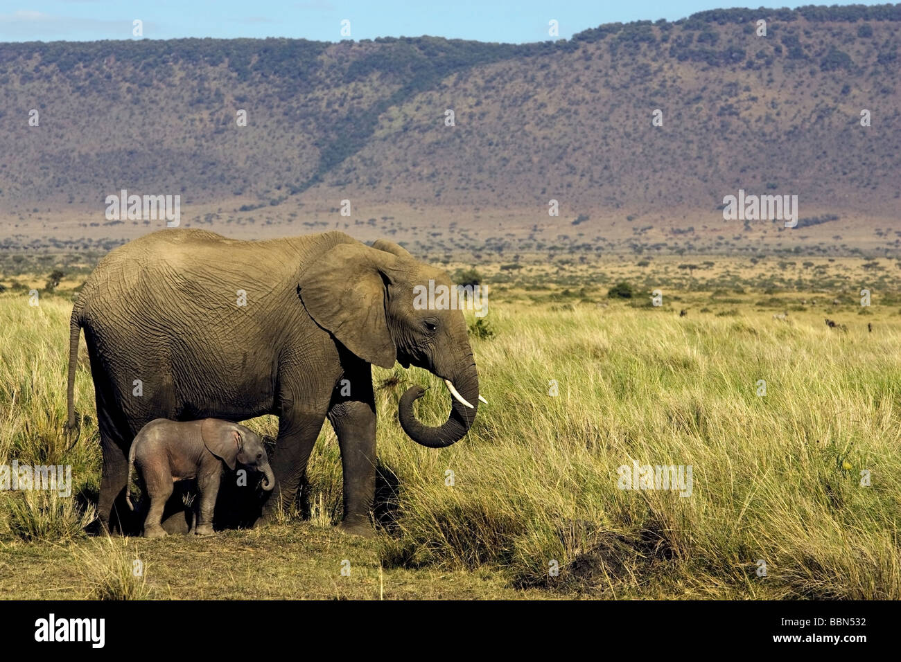 Mère et bébé éléphant africain - Masai Mara National Reserve, Kenya Banque D'Images