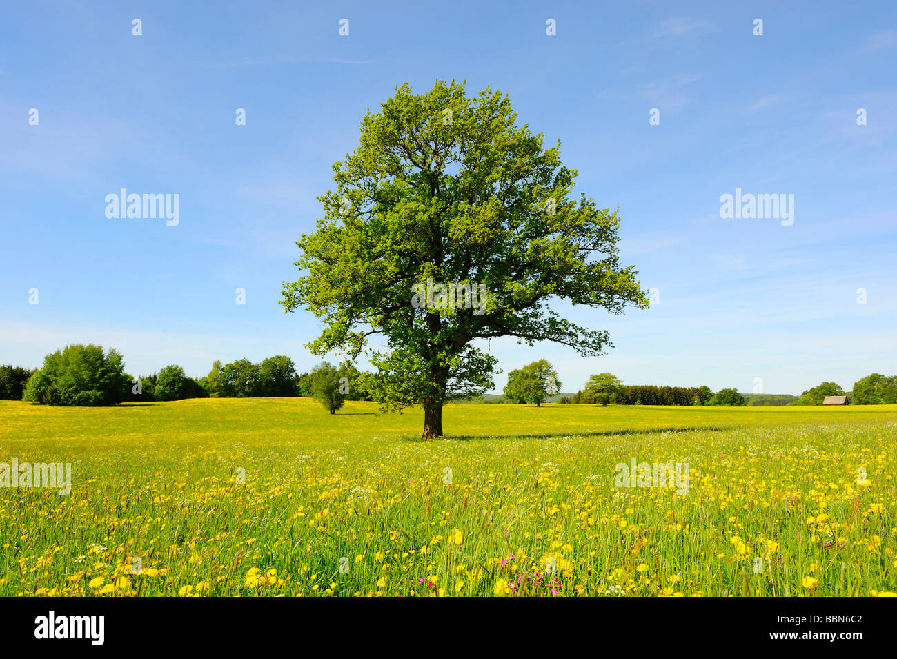 Le chêne pédonculé (Quercus robur) au printemps, les montagnes souabes, Bade-Wurtemberg, Allemagne, Europe Banque D'Images