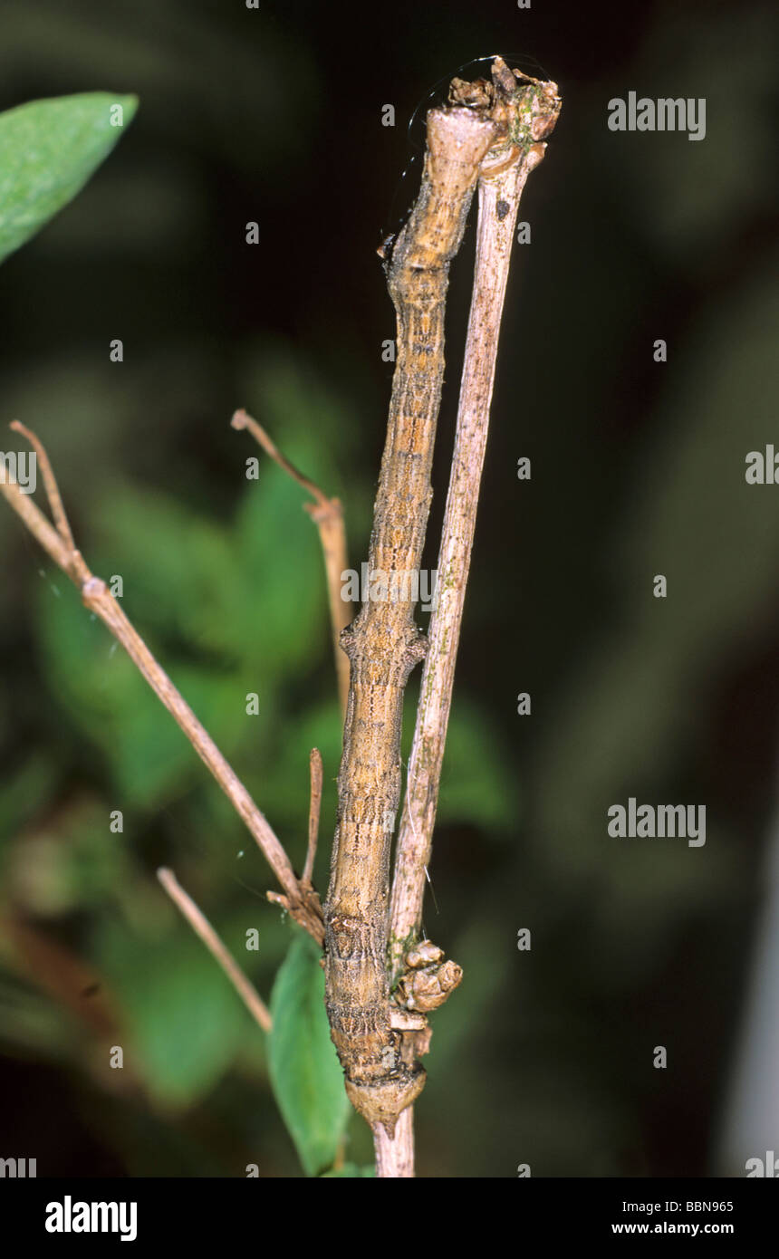 Milan à queue fourchue (Ourapteryx sambucaria), Caterpillar sur une branche du chèvrefeuille (Lonicera sp.) Banque D'Images