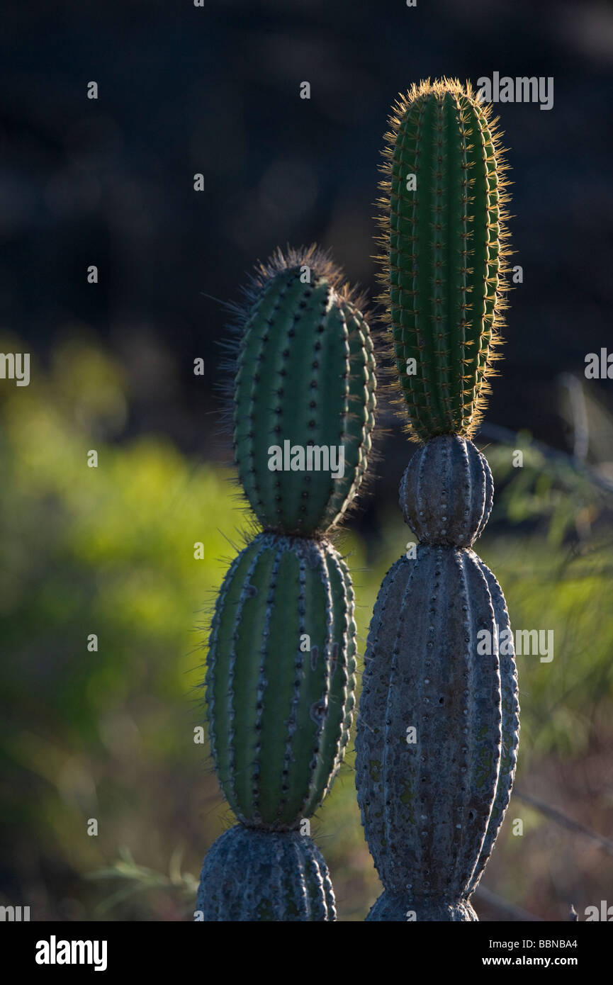 Cactus candélabres (Jasminocereus thouarsii) Punta Moreno île Isabela Equateur Galapagos Océan Pacifique Amérique du Sud Banque D'Images
