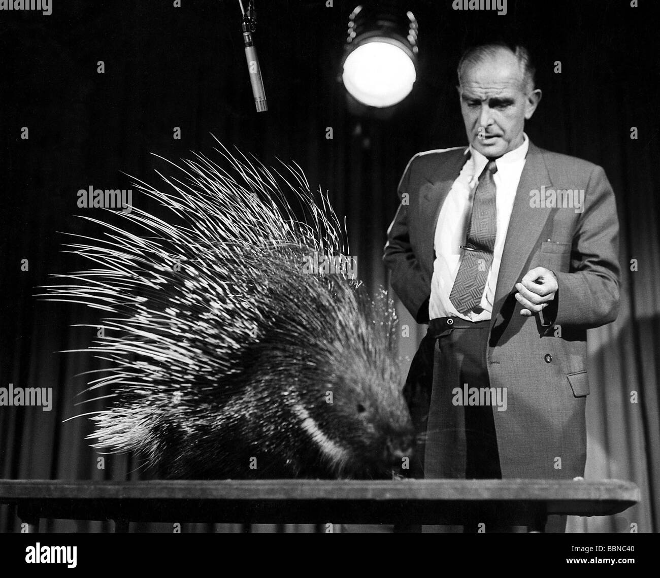 Grzimek, Bernhard, Prof. Dr., 24.4.1909 - 13.3.1987, zoologiste allemand, demi-longueur, avec un porcupine dans son émission de télévision, fin des années 1950, , Banque D'Images