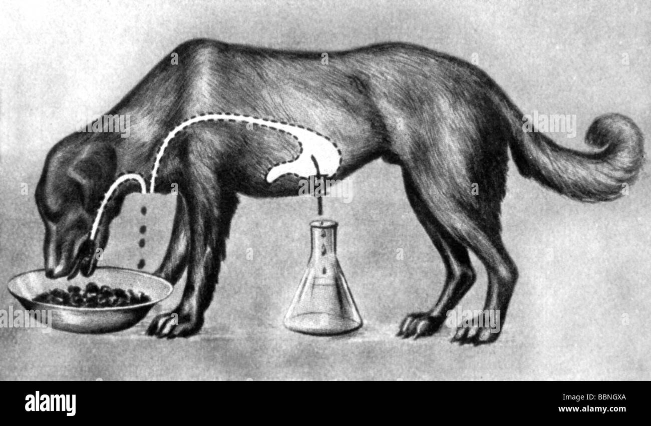 Pavlov, Ivan Petrovich, 14.1.1849 - 27.2.1936, médecin russe (médecin), scientifique, expérience, manipulation de l'alimentation d'un chien, dessin de Hugo Glaser, 'nie Entdeckung des Menschen', Vienne, 1954, Banque D'Images