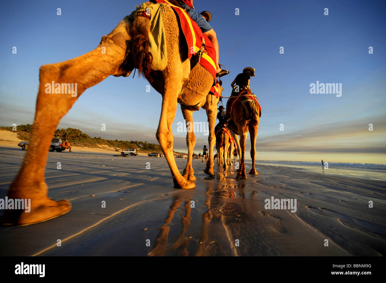 Les touristes profiter d'un coucher de soleil en chameau le long de la plage Cable Beach à Broome, Australie occidentale. Banque D'Images