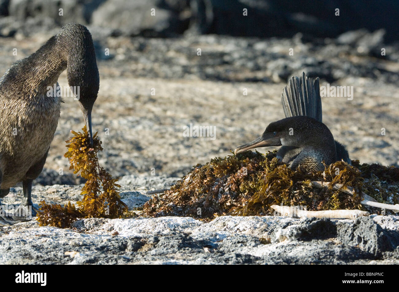 Cormoran aptère (Nannopterum harrisi) masculin exerçant son nid d'algues des capacités don Punta Espinosa Fernandina Galapagos Isabela Banque D'Images