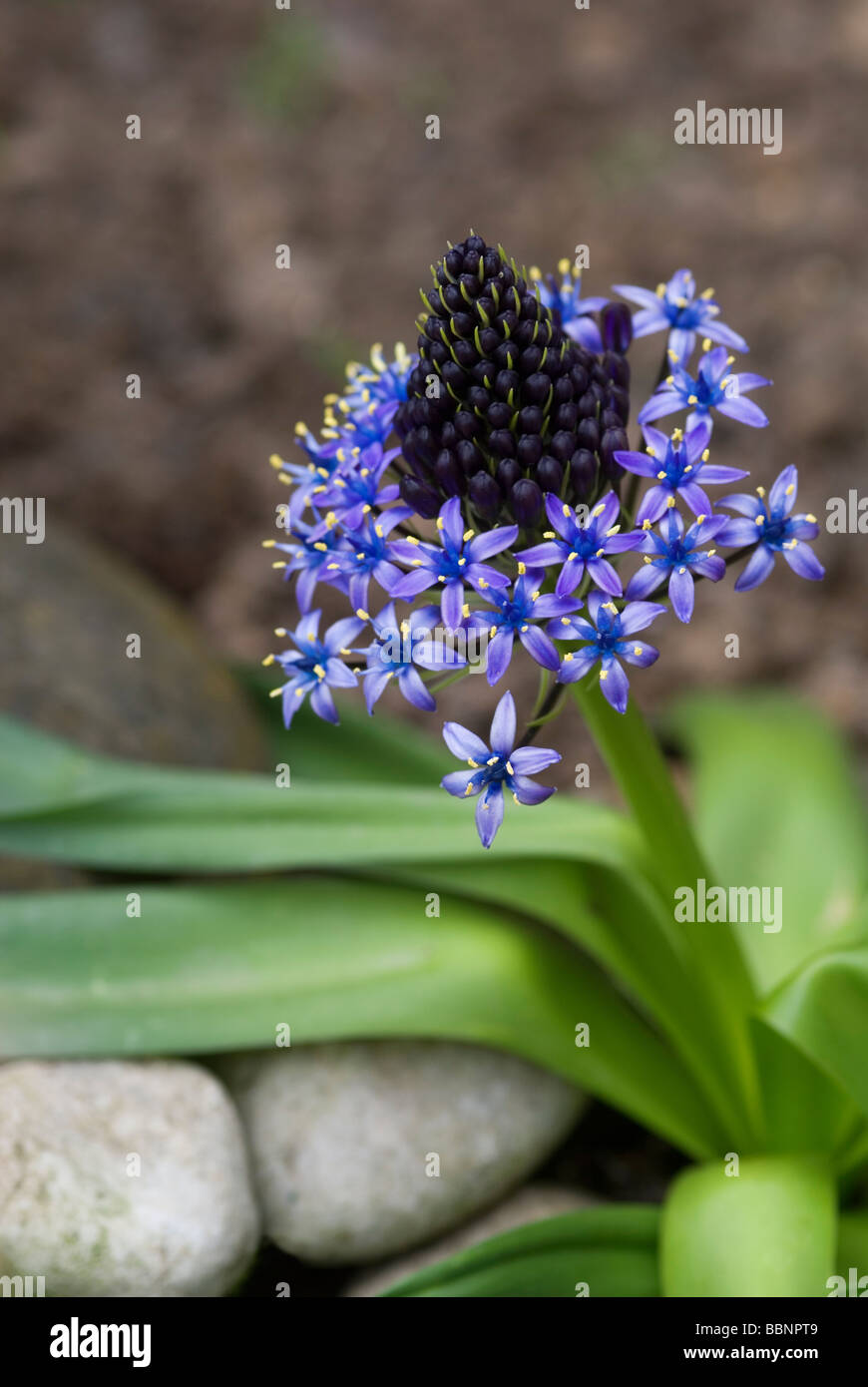 CLOSE-UP DE SCILLA PERUVIANA Banque D'Images