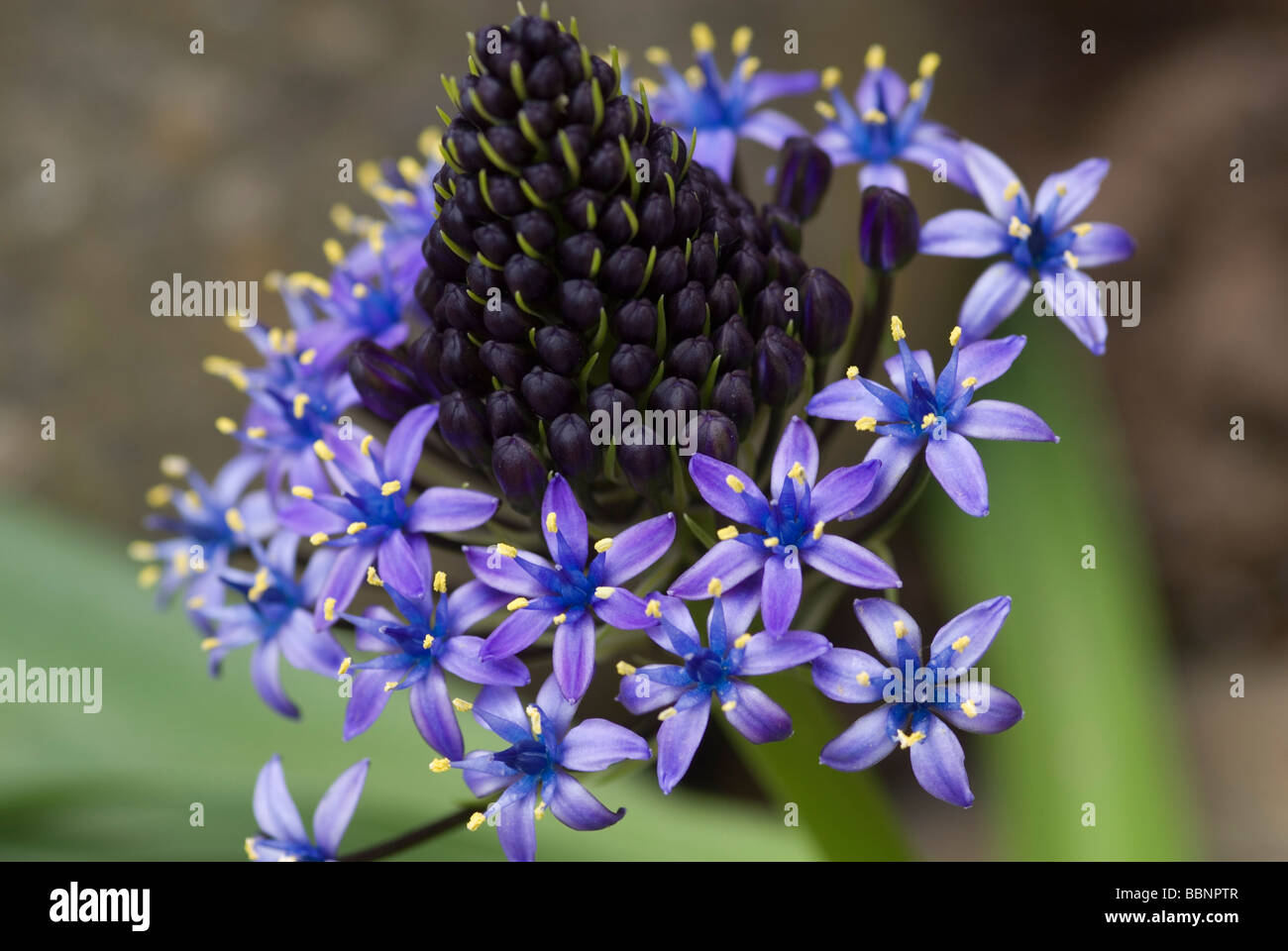 CLOSE-UP DE SCILLA PERUVIANA Banque D'Images