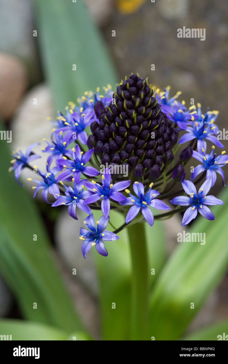 CLOSE-UP DE SCILLA PERUVIANA Banque D'Images