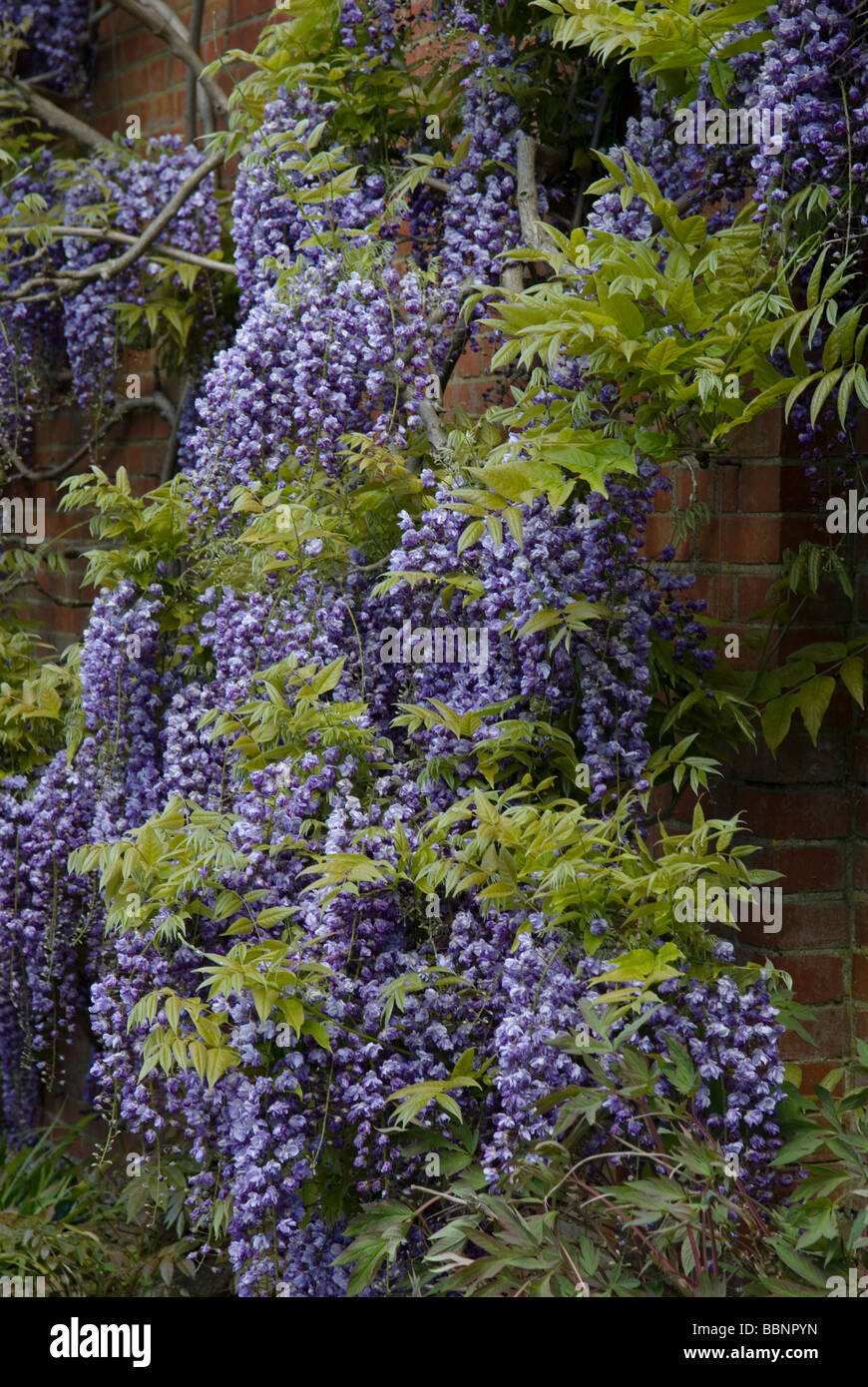 WISTERIA BLACK DRAGON KOKURYA TRAINEDAGAINST YAE UN MUR DE BRIQUES Banque D'Images