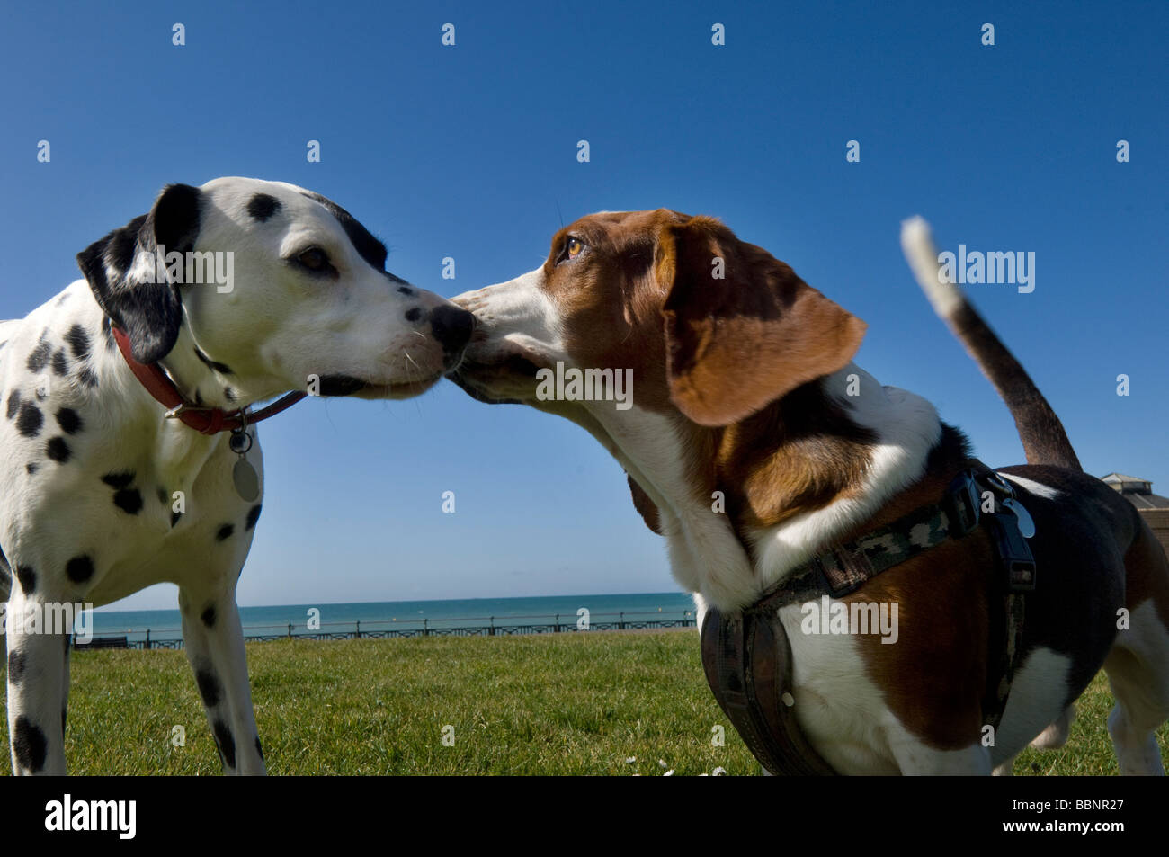 Un dalmatiens et un Bassett Hound faire des amis lors d'une promenade sur les pelouses de Hove, sur le front de mer à Hove. Banque D'Images