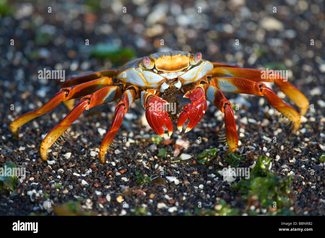 Sally Lightfoot Crab (Grapsus grapsus) manger des algues, Punta Tortuga Negra Isabela Equateur Galapagos Océan Pacifique Amérique du Sud Banque D'Images