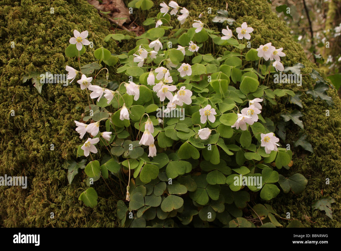 L'oxalide Oxalis acetosella Oxalidaceae croître en tant qu'épiphyte sur un chêne UK Banque D'Images