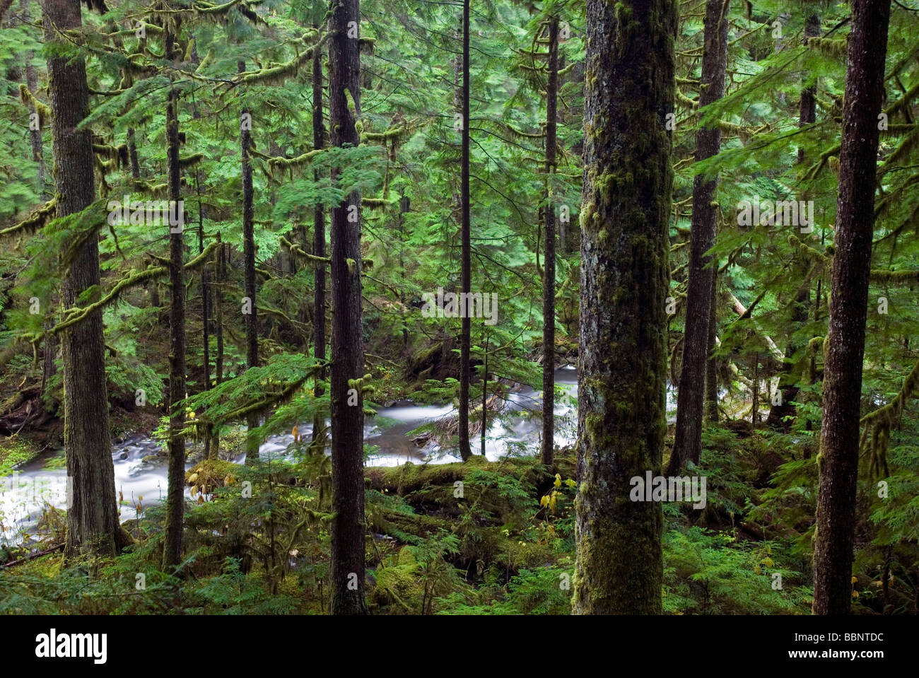 Vingt vingt-ruisseau, lac naturel, zone de recherche Mt. Baker-Snoqualmie National Forest, Washington Banque D'Images