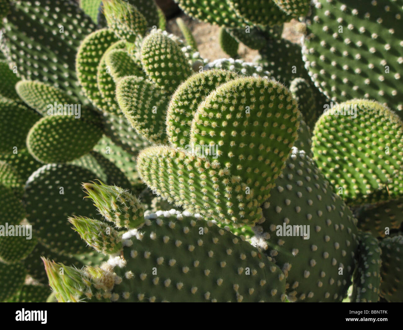 Cactus & spikey,green.en mode paysage Banque D'Images