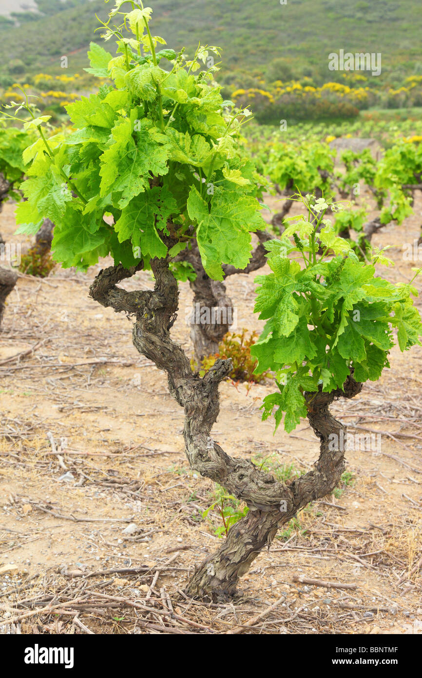 Vieux cépage de vigne noueux avec de jeunes feuilles de printemps vert