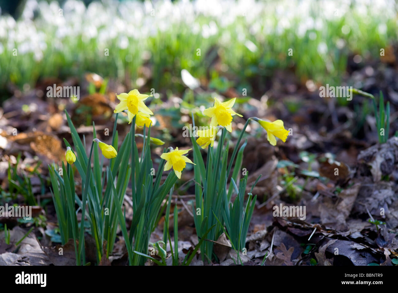 Narcissus pseudonarcissus jonquille sauvage au printemps dans les bois Banque D'Images