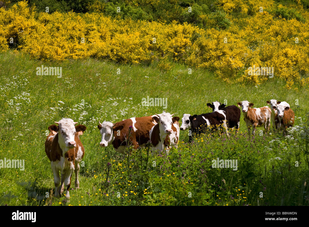 Les jeunes génisses a mis dehors pour un pâturage dans la réserve naturelle d'Auvergne (France). Jeunes des génisses dans un pâturage (Auvergne). Banque D'Images