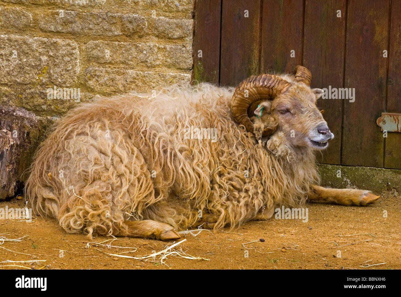 L'Ouessant (ou Ouessant) est une race de moutons domestiques de l'île d'Ouessant au large de la côte de Bretagne, France Banque D'Images