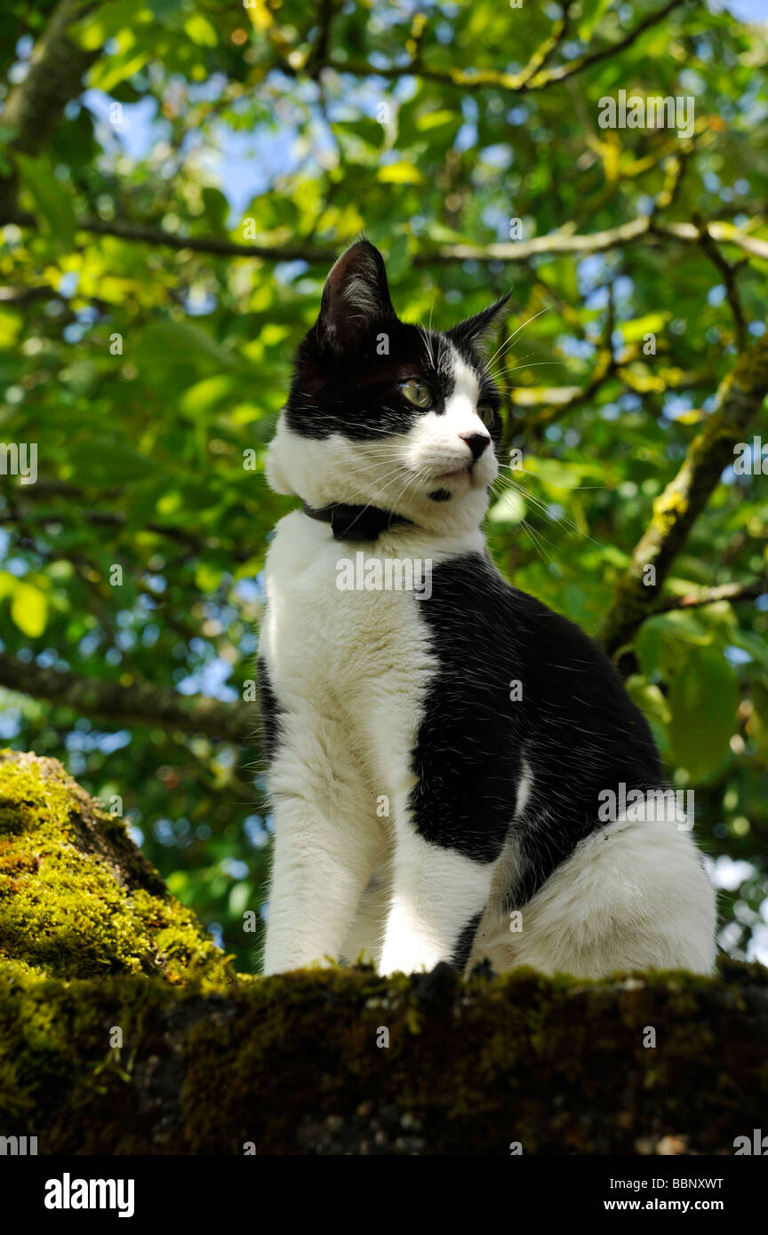 Felix Chat Blanc Noir Photo Stock Alamy