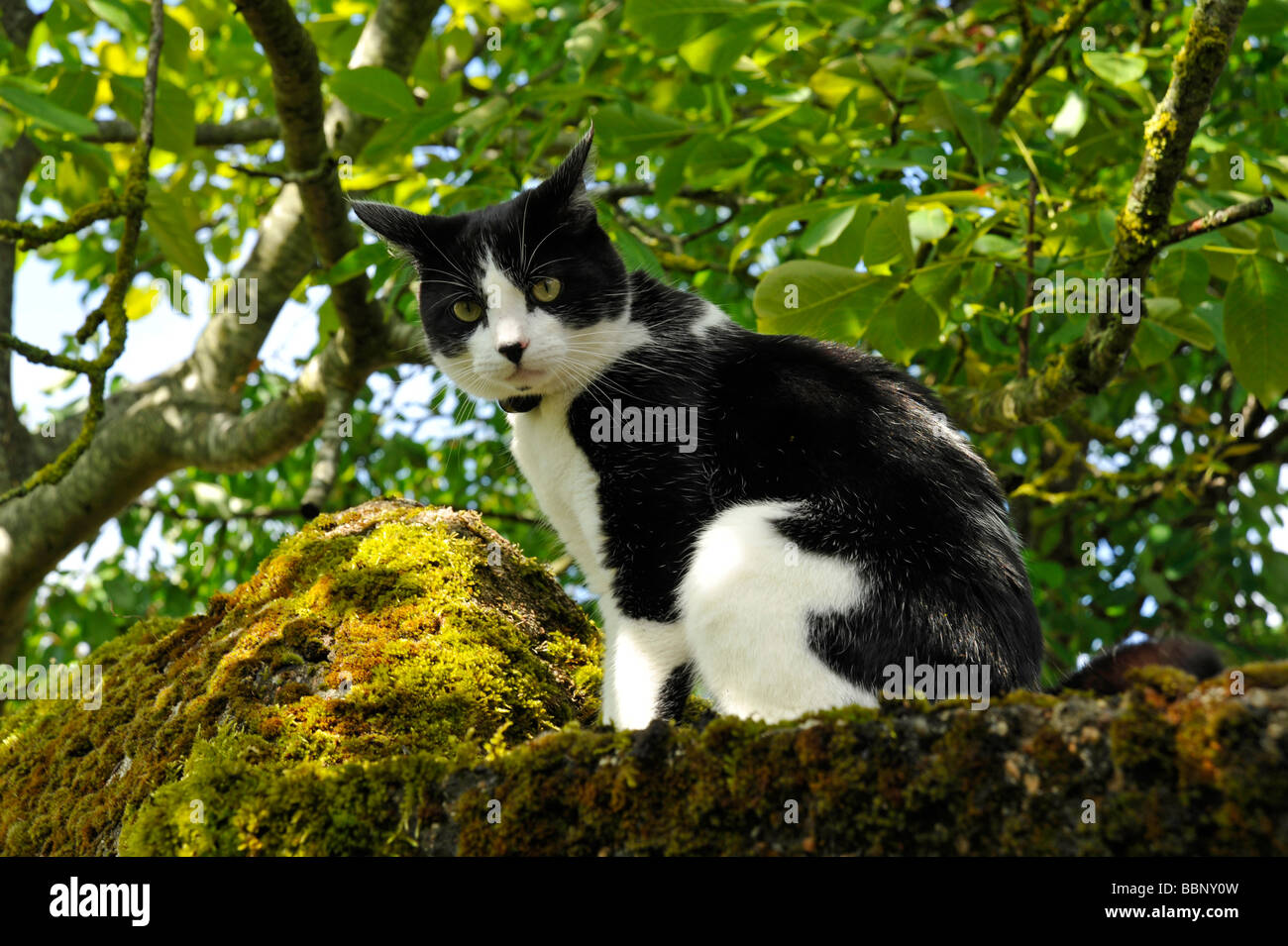 Felix Chat Blanc Noir Photo Stock Alamy
