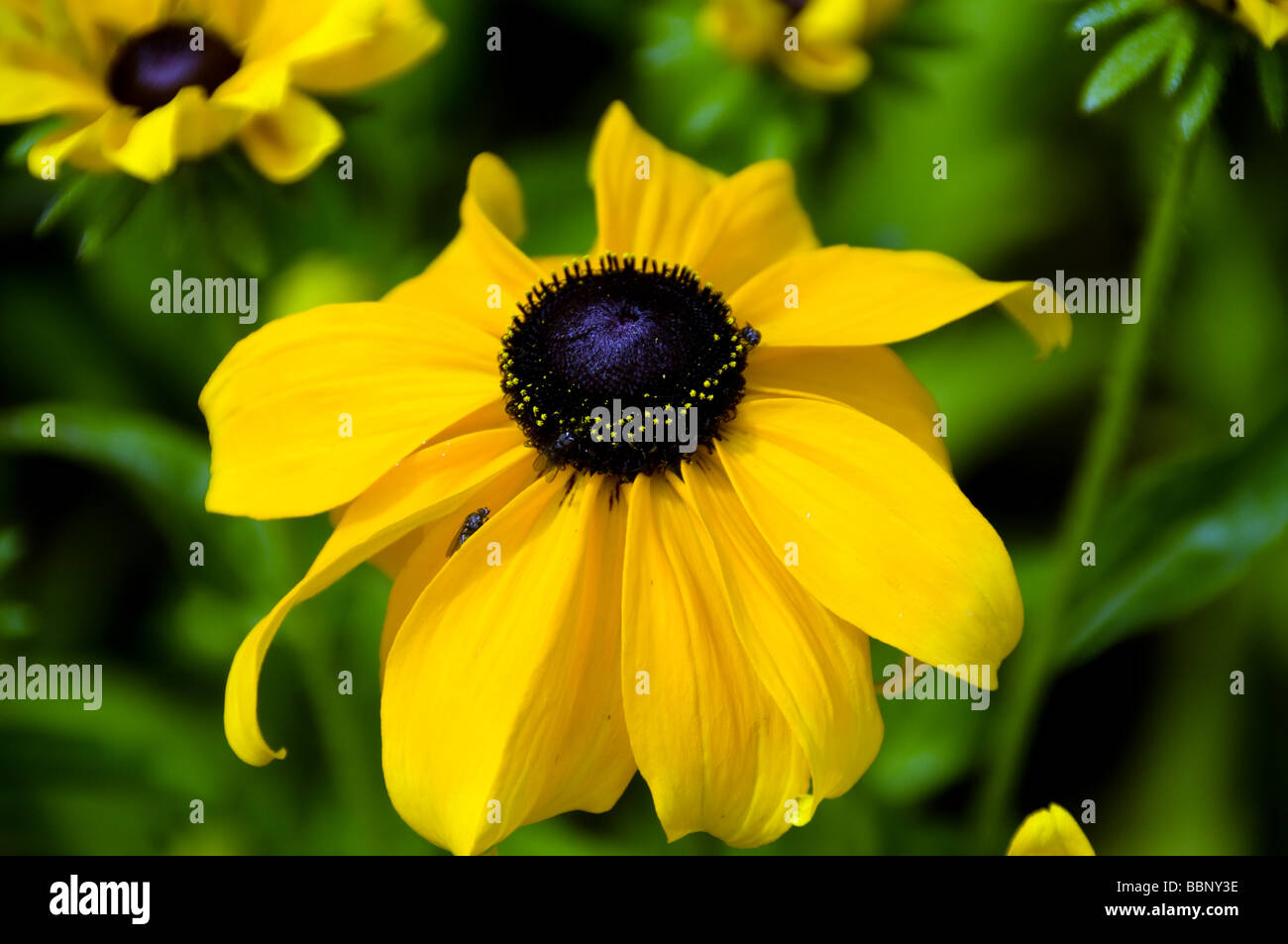 Fleur jaune dans le magnifique jardin botanique Banque D'Images