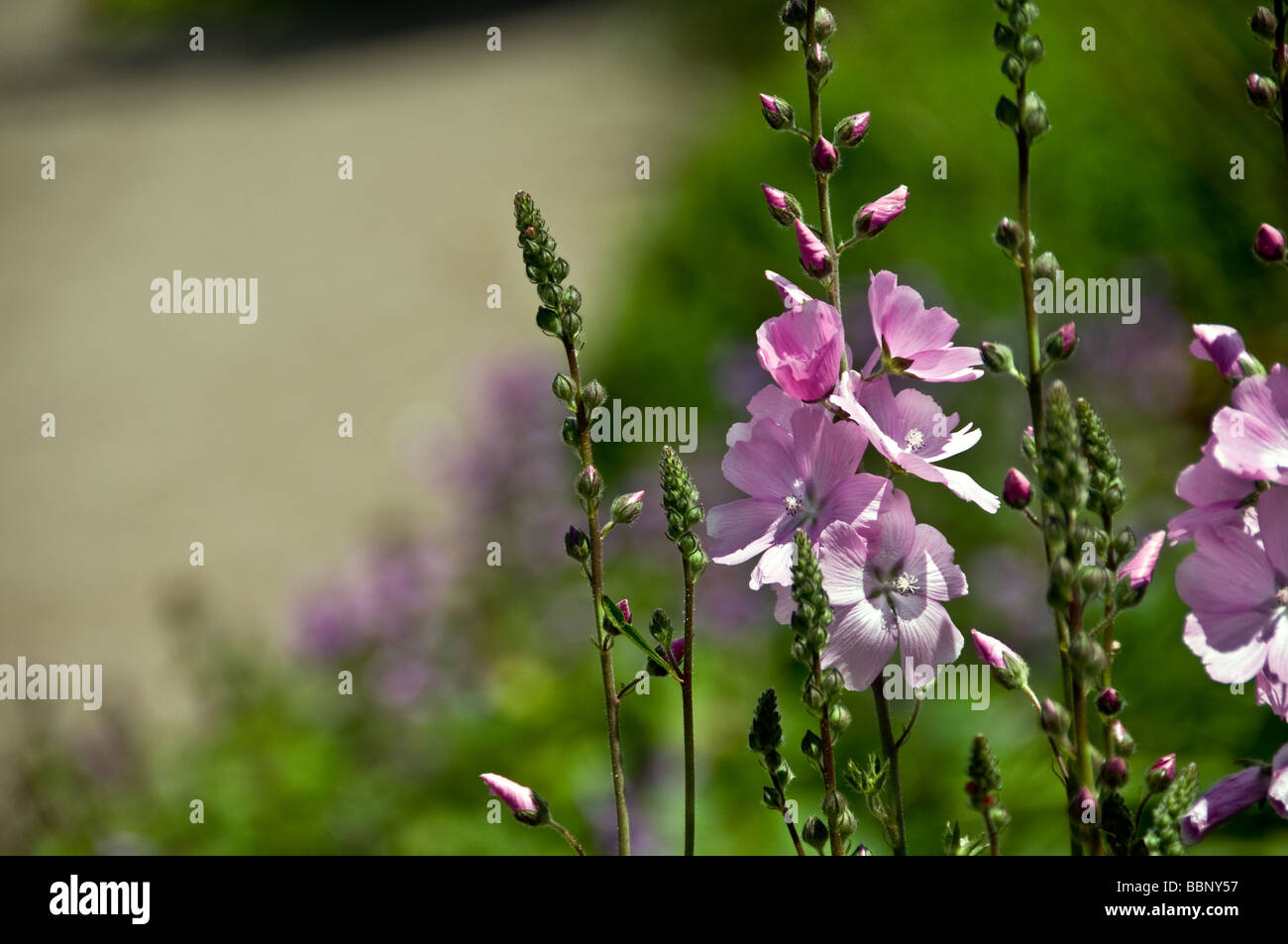 fleurs d’été Banque D'Images