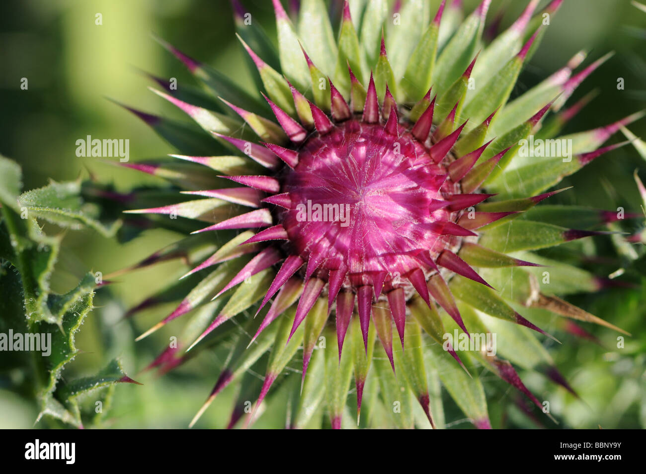 Hoche (musk) thistle bud Banque D'Images