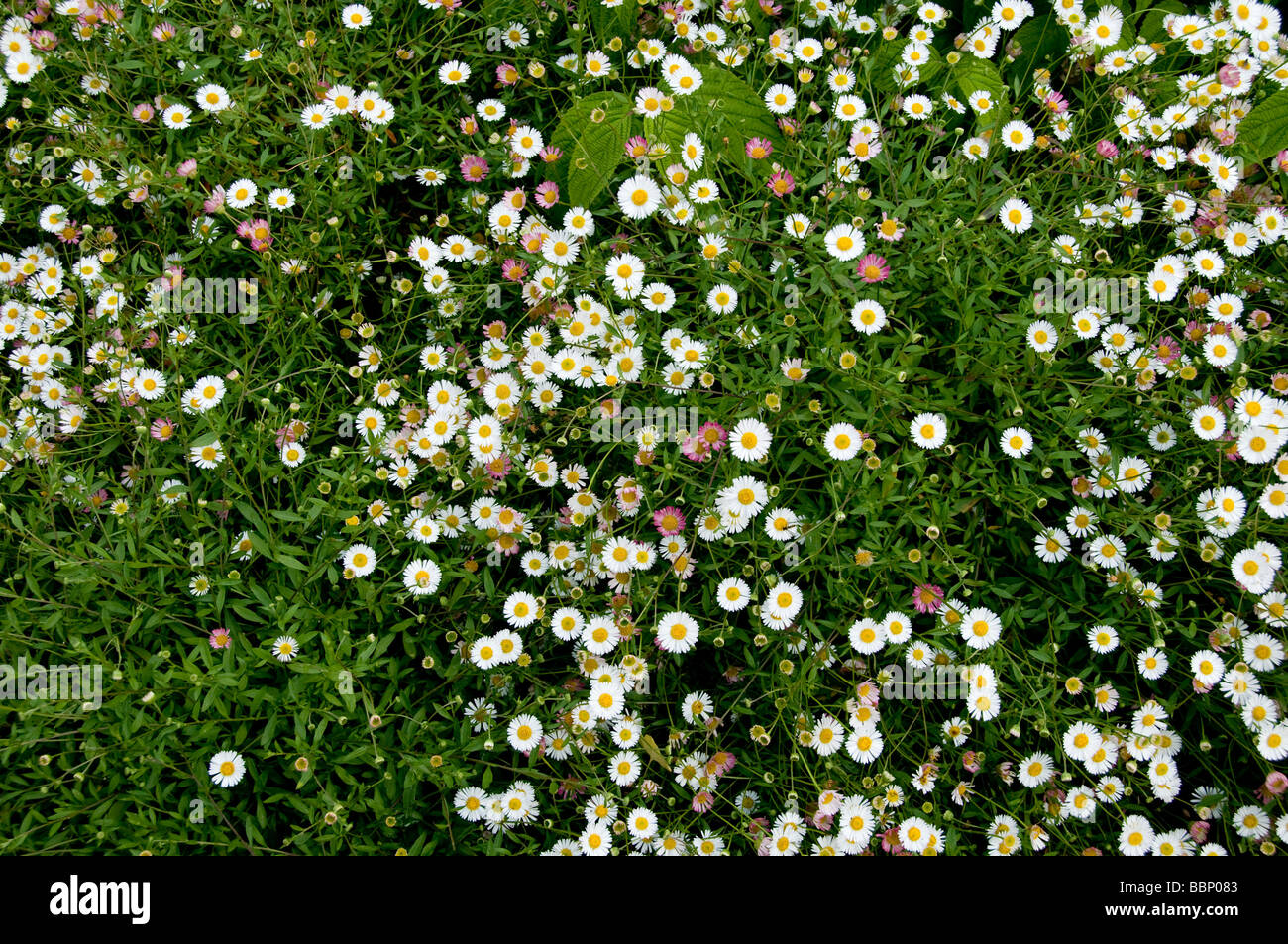 Marguerite sauvage fleurs dans le jardin botanique à Carmarthan Wales Banque D'Images