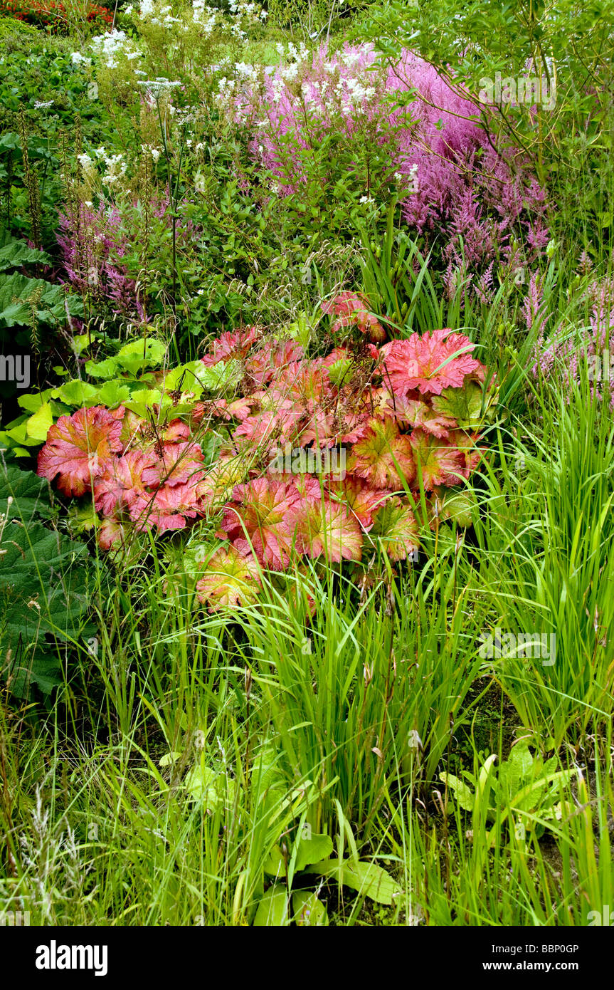 Les plantes au bord de l'eau Banque D'Images