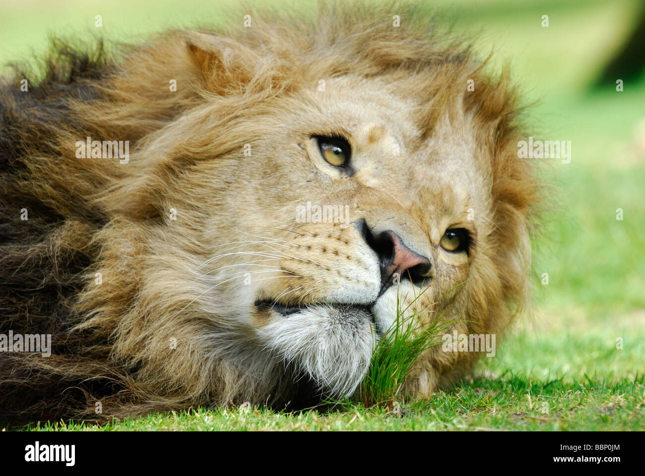 Libre d'un grand lion mâle d'afrique Banque D'Images