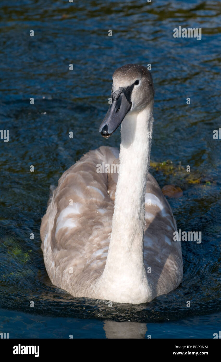 Cygne tuberculé juvénile Banque D'Images