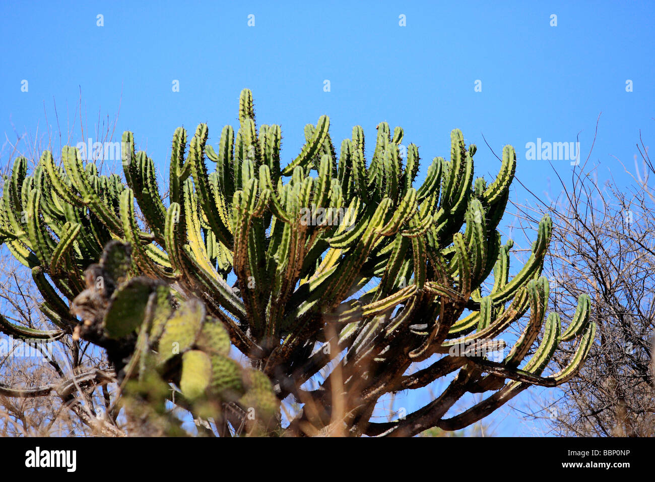 Wild Mexique cactus cactus cactus cereus wild mexique monde naturel à l'extérieur personne n'sharpcalf saguaro cactus plantes gran oreille thorn Banque D'Images