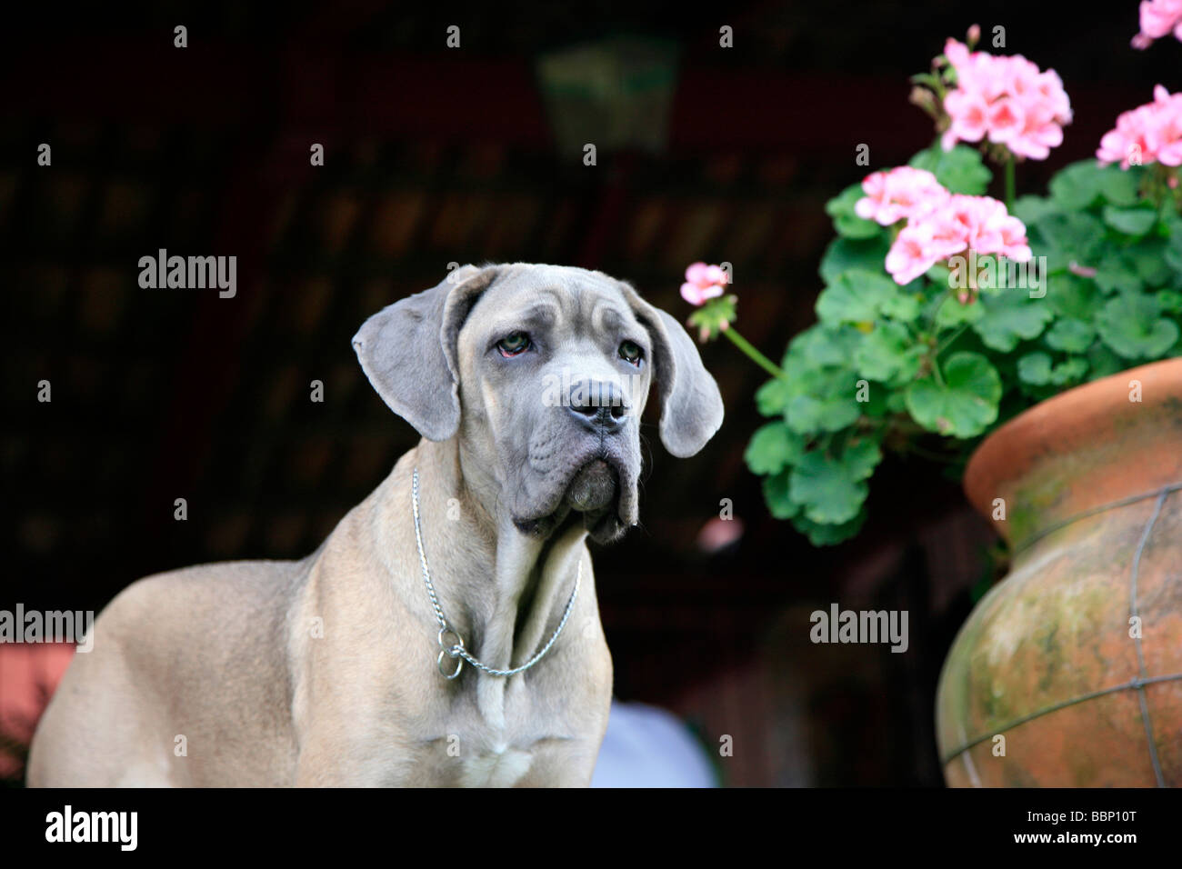 Cane Corso femelle race italien ancien adultes chien utilisé pour la chasse de la défense travail loyal obéissant à la rouille solide propriétaire Banque D'Images