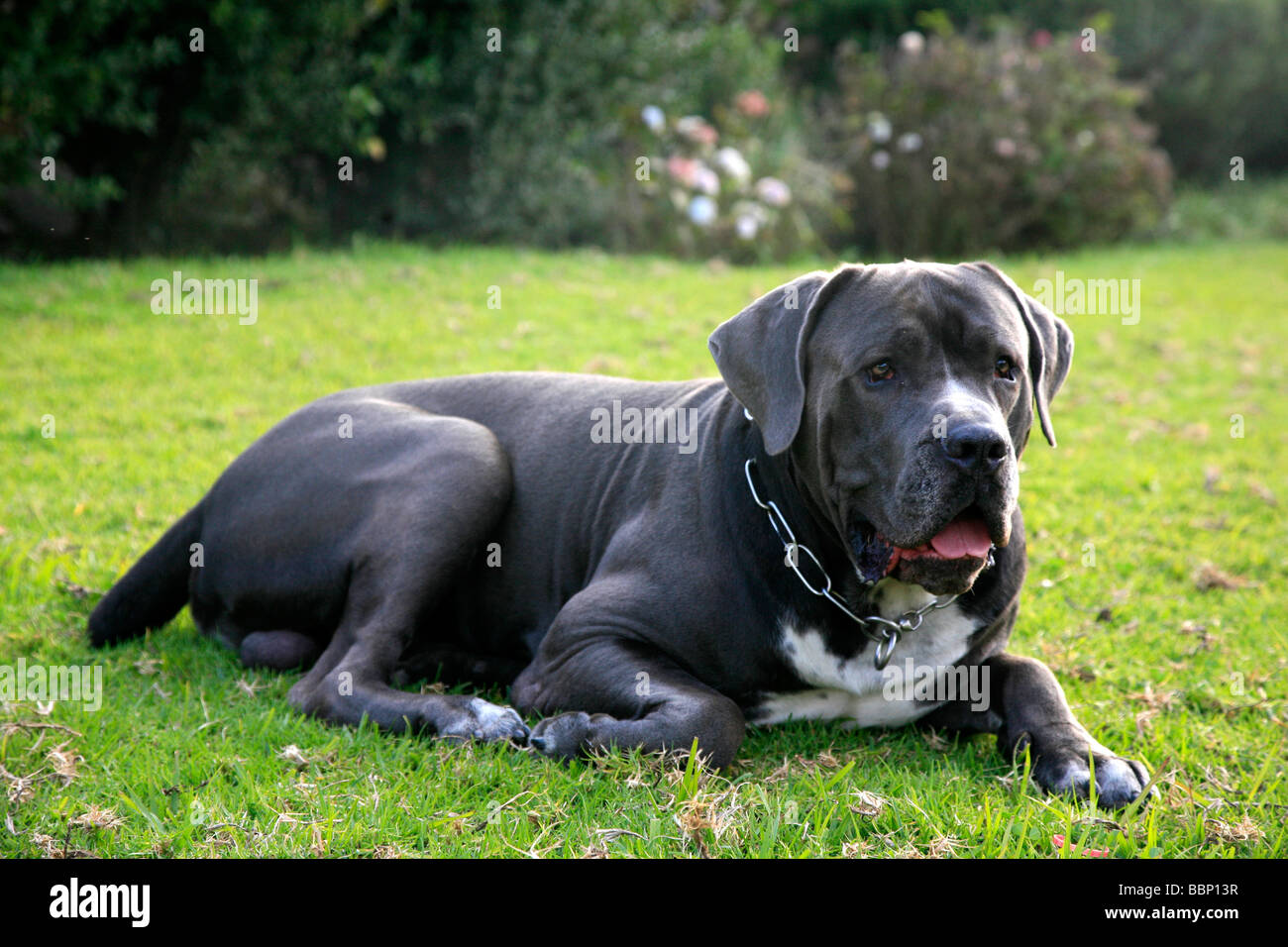 Cane Corso mâle italien ancien chien de race adultes utilisés pour le travail de chasse défense fidèle obéissant à forte propriétaire rustique en bonne santé Banque D'Images