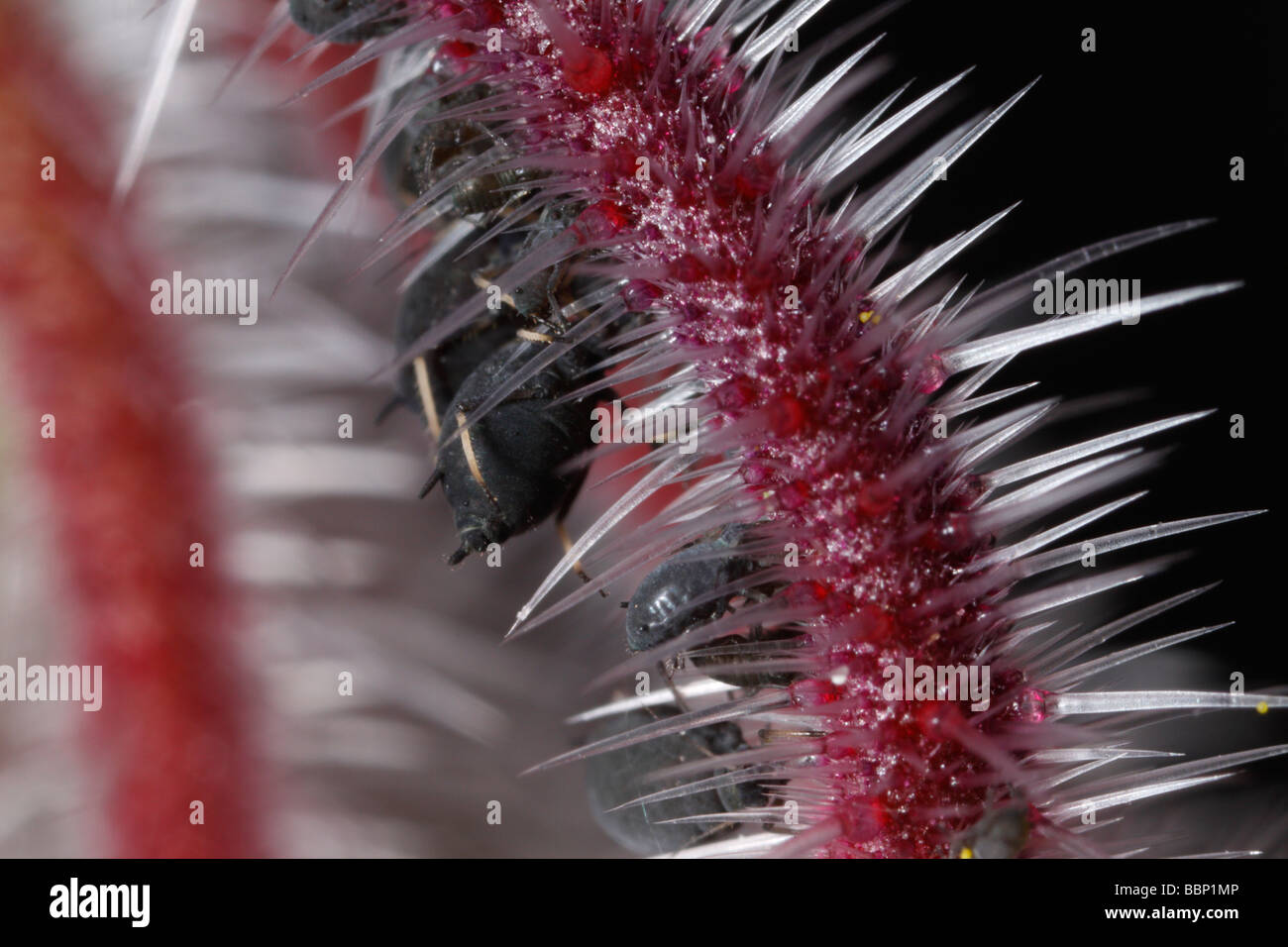 Les mouches noires (Aphis fabae, puceron noir de la fève) sur tige hérissée d'une fleur star Banque D'Images