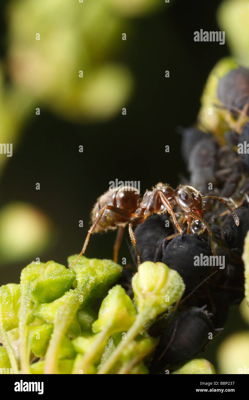 Ant le jardin noir (Lasius niger) traire les pucerons, les mouches noires (Black bean apid, Aphis fabae). La récolte sont le miellat. Banque D'Images