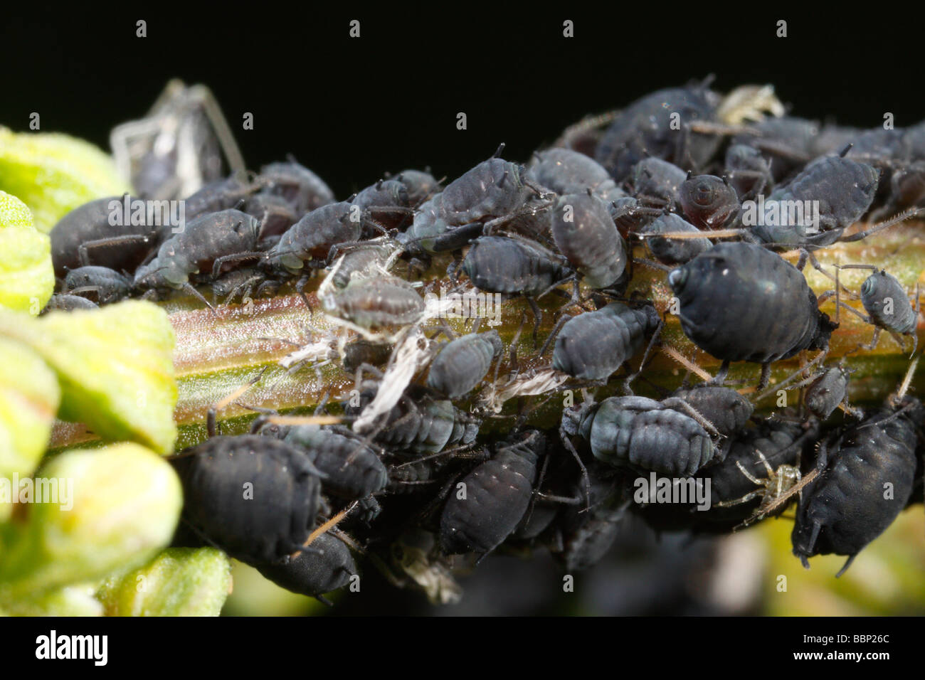 Les mouches noires (Aphis fabae, puceron noir de la fève) sur la tige Banque D'Images