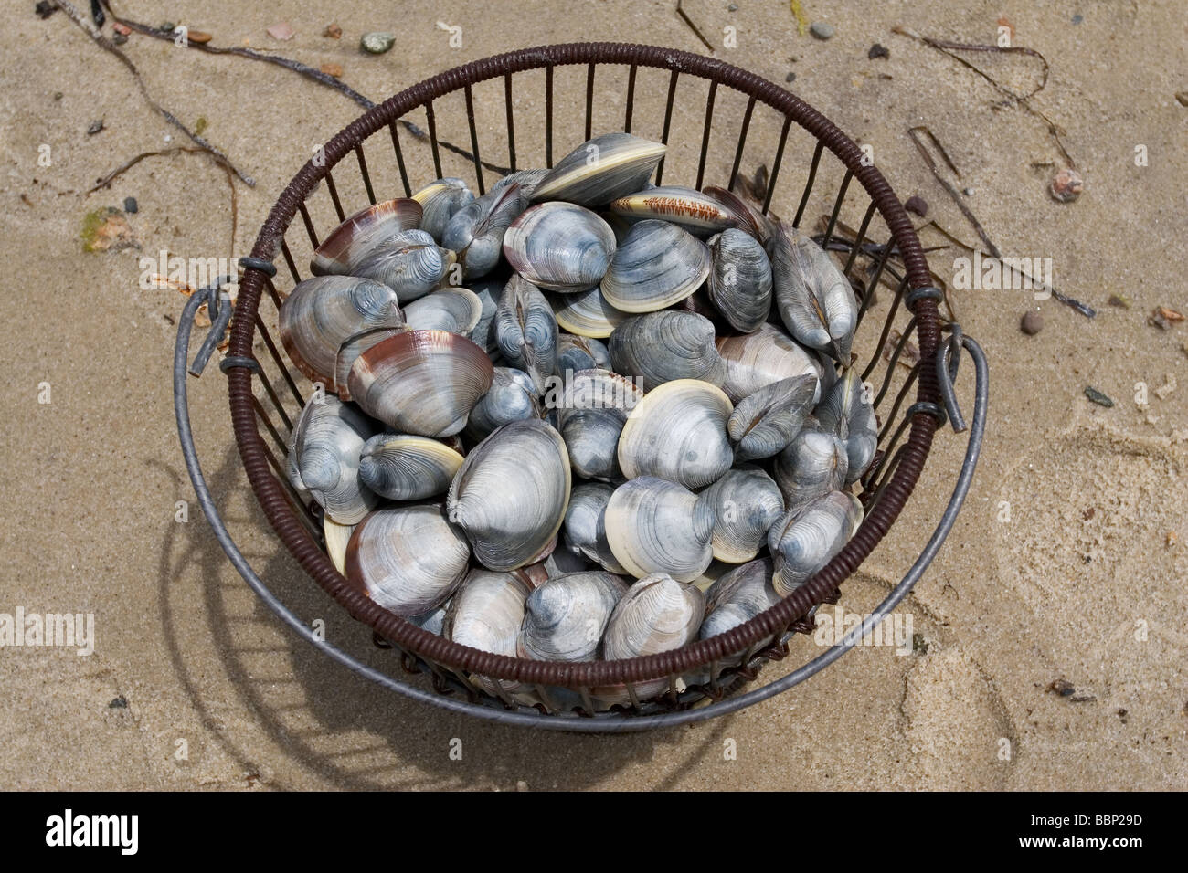 Coquilles de palourdes dans un seau sur le fil sur la plage, point de vue de l'angle vers le bas Banque D'Images