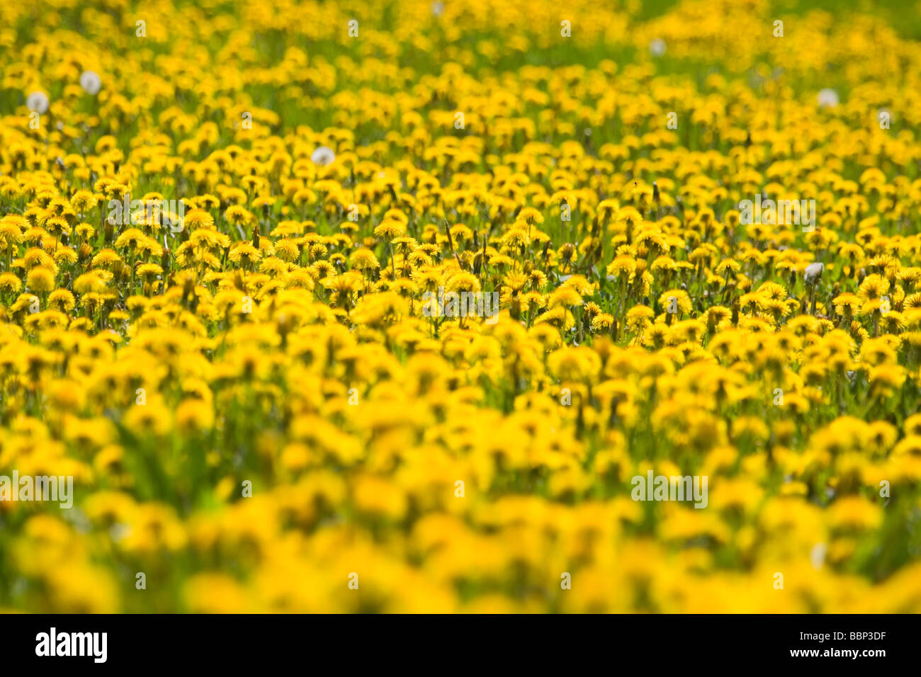 Domaine de fleurs de pissenlit et de l'herbe au printemps Bohemia République Tchèque Banque D'Images